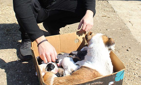 FĂRĂ MILĂ. Femeie amendată cu 3.000 lei pentru că a aruncat nouă căţeluşi