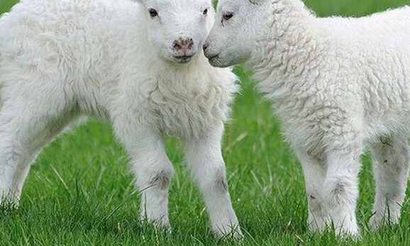 HUNEDOARA. Știrile zilei (29 martie 2022)