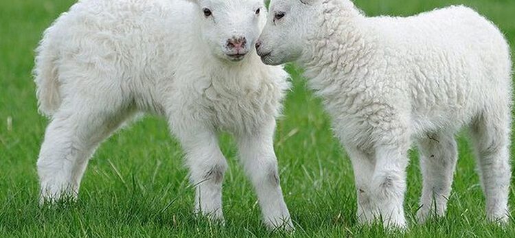 HUNEDOARA. Știrile zilei (29 martie 2022)