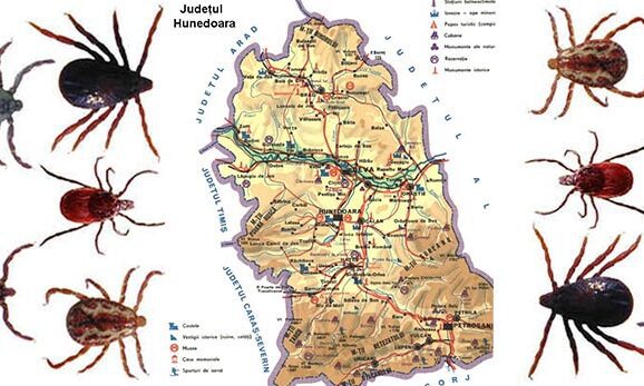 Lista firmelor căpuşă din judeţul Hunedoara