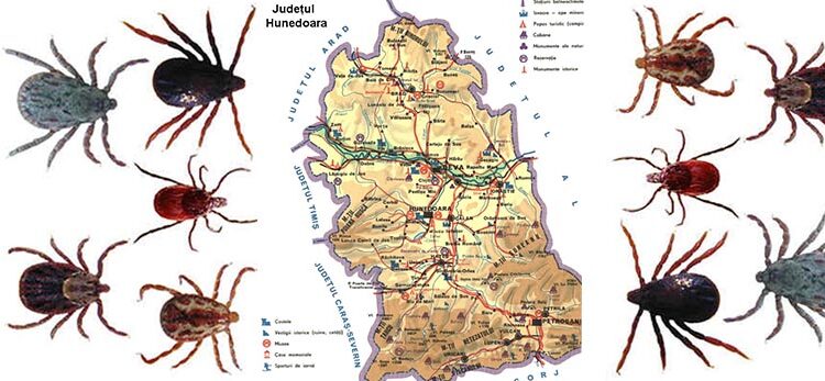 Lista firmelor căpuşă din judeţul Hunedoara