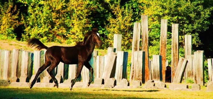 FII BUN, DE CAII LUI SÂN’ TOADER!  