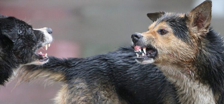 ROMÂNIA, DE LA BUREBISTA LA JOHANNIS