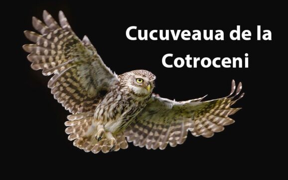CUCUVEAUA DE LA COTROCENI