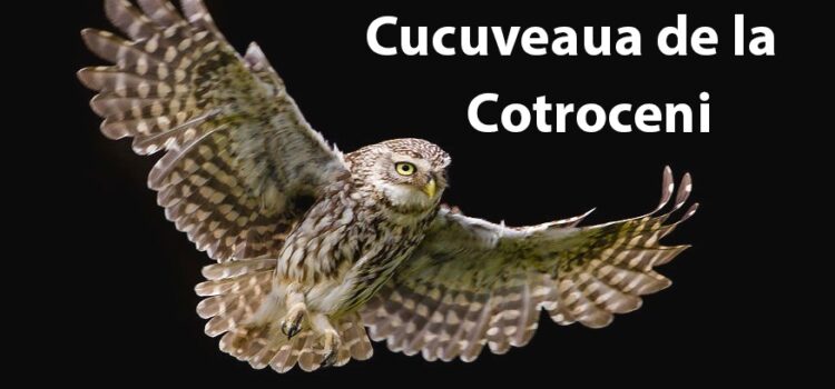 CUCUVEAUA DE LA COTROCENI