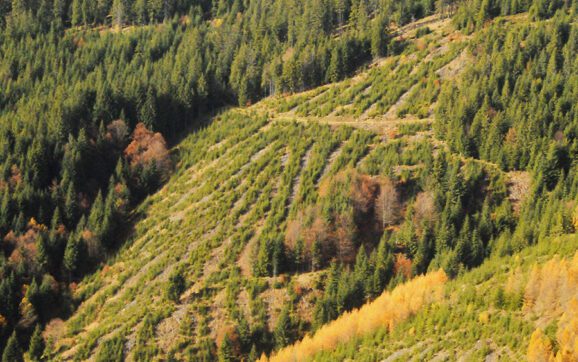 ÎNCĂIERARE POLITICĂ PE PĂDURILE HUNEDOAREI (sau cum se taie pădurea… din pix și din orgolii)