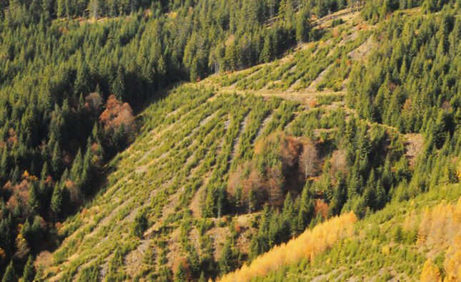 ÎNCĂIERARE POLITICĂ PE PĂDURILE HUNEDOAREI (sau cum se taie pădurea… din pix și din orgolii)