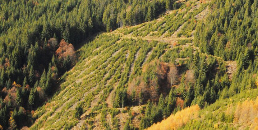 ÎNCĂIERARE POLITICĂ PE PĂDURILE HUNEDOAREI (sau cum se taie pădurea… din pix și din orgolii)