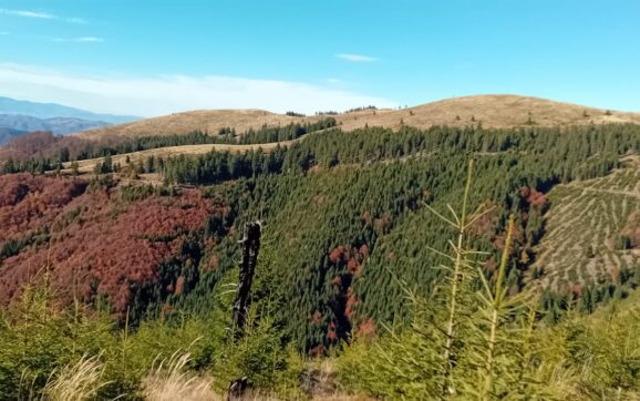 MINCIUNILE DOMNULUI ROMAN. Cine a jucat împotriva Hunedoarei în scandalul Direcției Silvice?