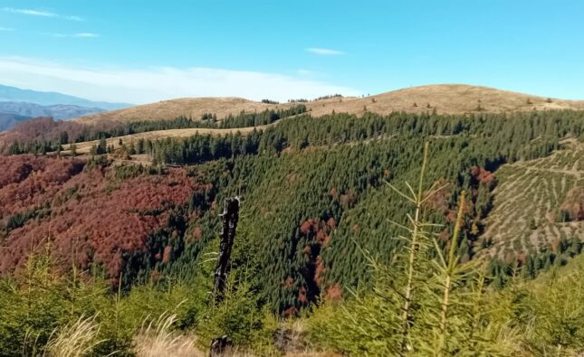 MINCIUNILE DOMNULUI ROMAN. Cine a jucat împotriva Hunedoarei în scandalul Direcției Silvice?