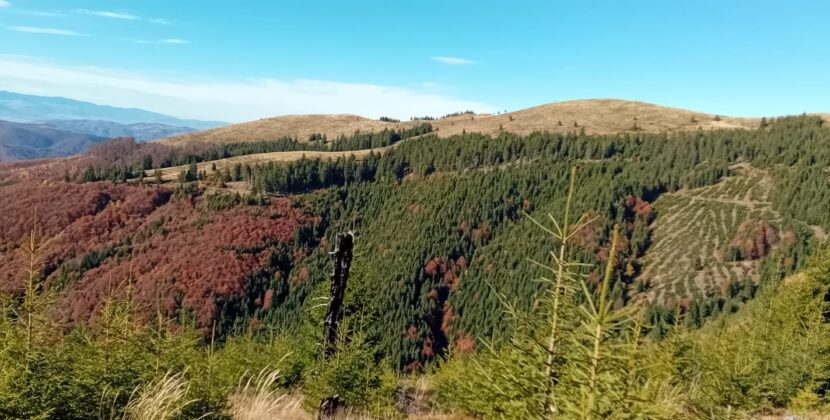 MINCIUNILE DOMNULUI ROMAN. Cine a jucat împotriva Hunedoarei în scandalul Direcției Silvice?